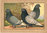 Taubenrassen Luchstaube Chromolitho aus Schachtzabel, um 1914