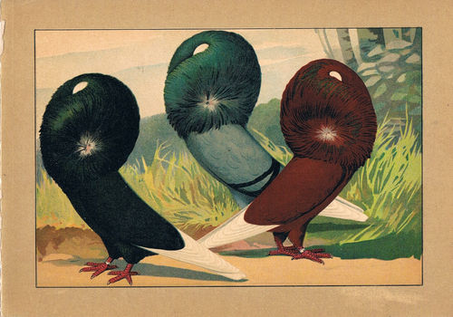 Taubenrassen Perückentaube 1 Chromolitho aus Schachtzabel, um 1914