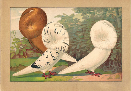 Taubenrassen Perückentaube Chromolitho aus Schachtzabel, um 1914