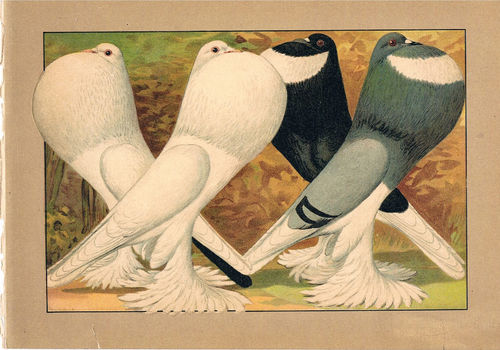 Taubenrassen Kröpfer Pommersche Chromolitho aus Schachtzabel, um 1914