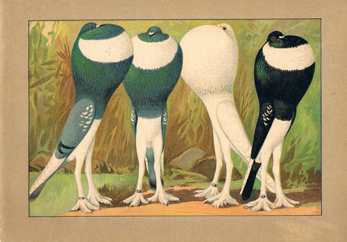 Taubenrassen Kröpfer Englische 1 Chromolitho aus Schachtzabel, um 1914