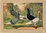 Taubenrassen Tümmler Langschnäblig mit Bart Chromolitho aus Schachtzabel, um 1914