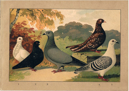 Taubenrassen Diverse Tauben Chromolitho aus Schachtzabel, um 1914